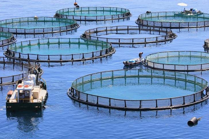 پاک چین تعاون کے تحت اندرونِ ملک آبی زراعت ماہی گیری میں اضافہ کیا جا سکتا ہے۔